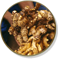 EXTRATO DE GENGIBRE (ZINGIBER OFFICINALLE):